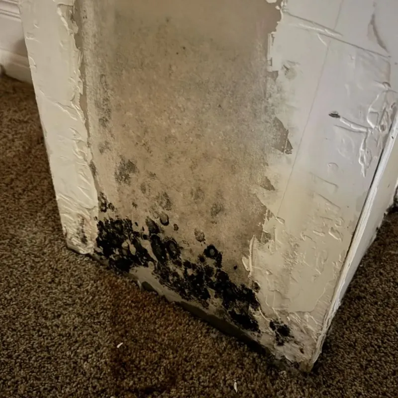 Professional Mold Removal in Branford, CT
